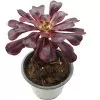 Aeonium Channel