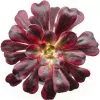 Aeonium Channel