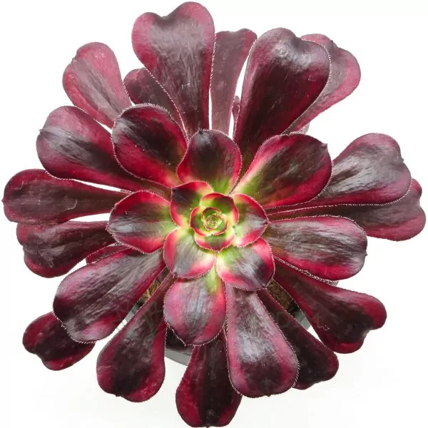 Aeonium Channel Aeonium Channel