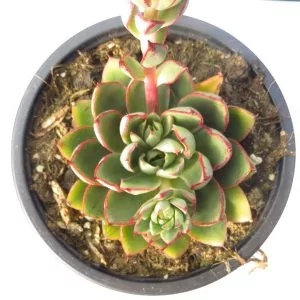 Echeveria Alita