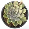 Echeveria 'Blue Speed'