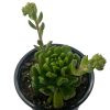 Echeveria red lantern