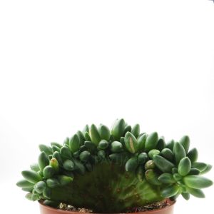 Pachyphytum Compactum Cristata