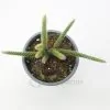 Aporocactus flagelliformis- Rabo de rato