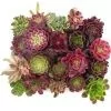 Aeonium Mix de Coleção Premium