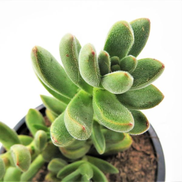 Crassula 'Little Woodi' (2)