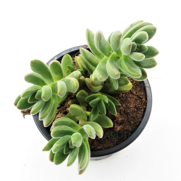 Crassula 'Little Woodi'