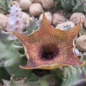 Huernia Campanulata