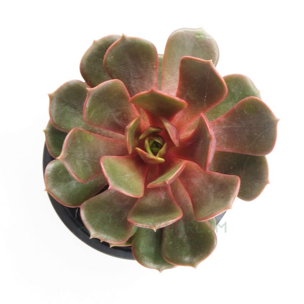 Echeveria Agavoides Mont