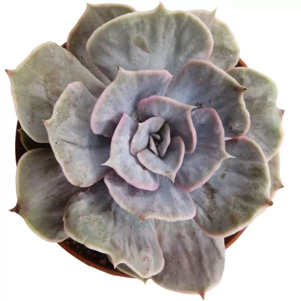 Echeveria Lilacina Marble Echeveria Lilacina Marble