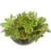 Aeonium Yanning Cristata