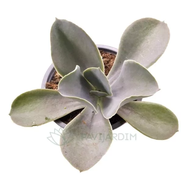 0269 Echeveria Magnifica 'San Mateo' Echeveria Magnifica 'San Mateo'
