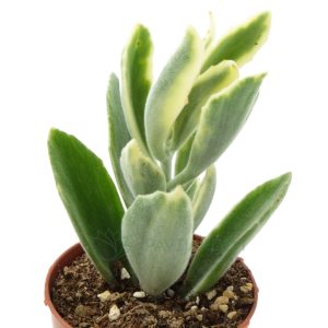 Kalanchoe Tomentosa vs Kalanchoe dinklagei Variegata