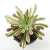 Aeonium Pampas
