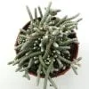 Avonia Namaquensis