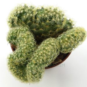 C021 Mammillaria Elongata Cristata V5 1