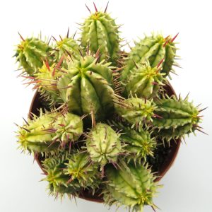 Euphorbia Aggregata Variegata