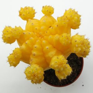 Gymnocalicium Yellow