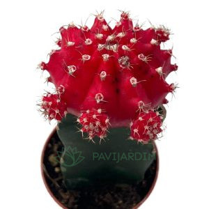 Gymnocalycium Red