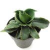 Sanseviera Star Rose