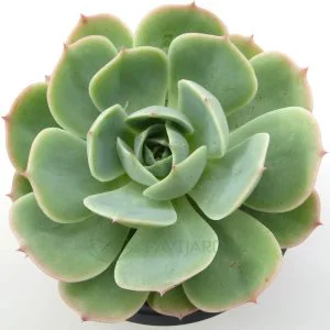 Echeveria Patricia