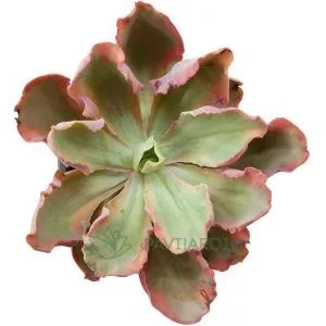Echeveria Chantilly Dragon Fin