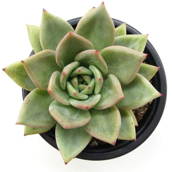 0321 Echeveria Agavoide Emerald Echeveria Agavoide Emerald