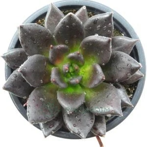 Echeveria Gothika