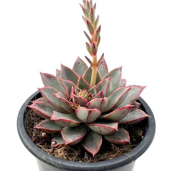 Echeveria Punita Echeveria Punita