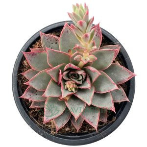 Echeveria Punita