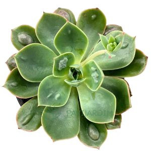 Echeveria Raindrops