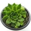 Sempervivum Lemon Flare