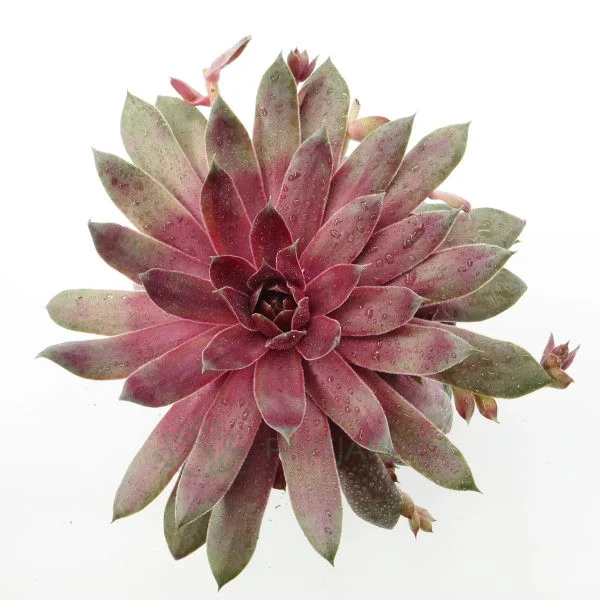 SP035 Sempervivum pink pomelo Sempervivum Pink Pomelo