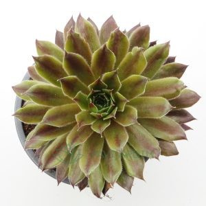 Sempervivum Night Gold