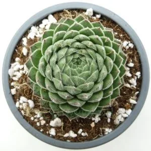 Sempervivum Sugar Shimmer