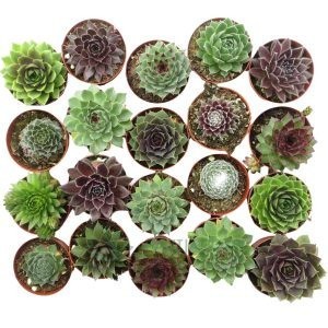 Sempervivum Mini Mix