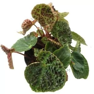 Begonia Ferox