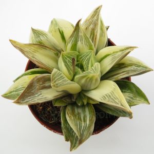 Haworthia Retusa Variegata