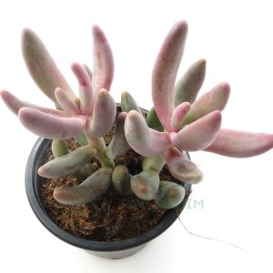 Pachyphytum Ganzhon
