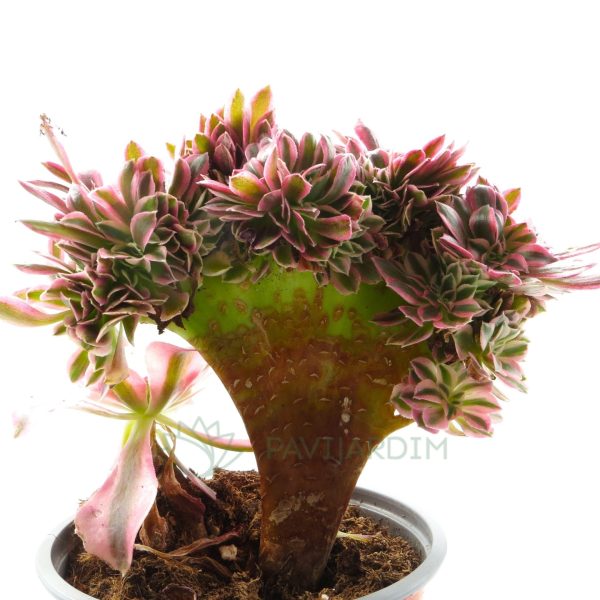 Aeonium Pink Witch Cristata