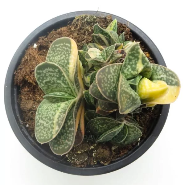 wiesenkruter saatgut Wildkruter-Mischung fnfjhrig  LaCaTho GmbH