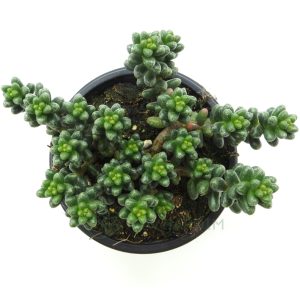 Sedum Furfuraceum