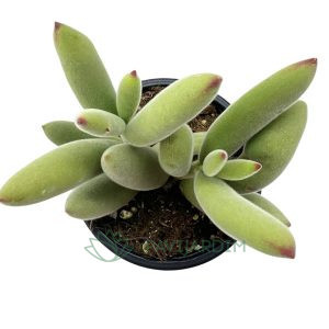 Cotyledon Tomentosa Hibrido