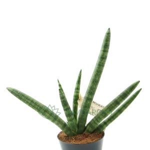 Sanseviera cylindrica Boncellensis