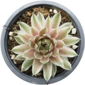 Sempervivum Saxon Variegata