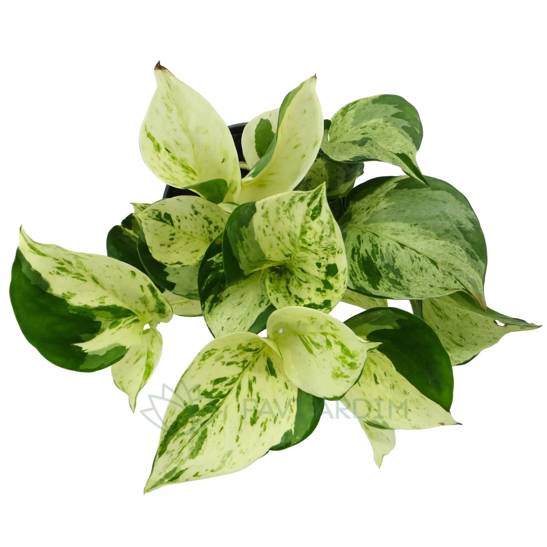 Epipremnum happy leaf - Pavijardim