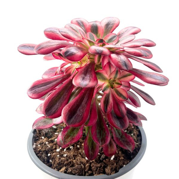 Aeonium Channel (2)