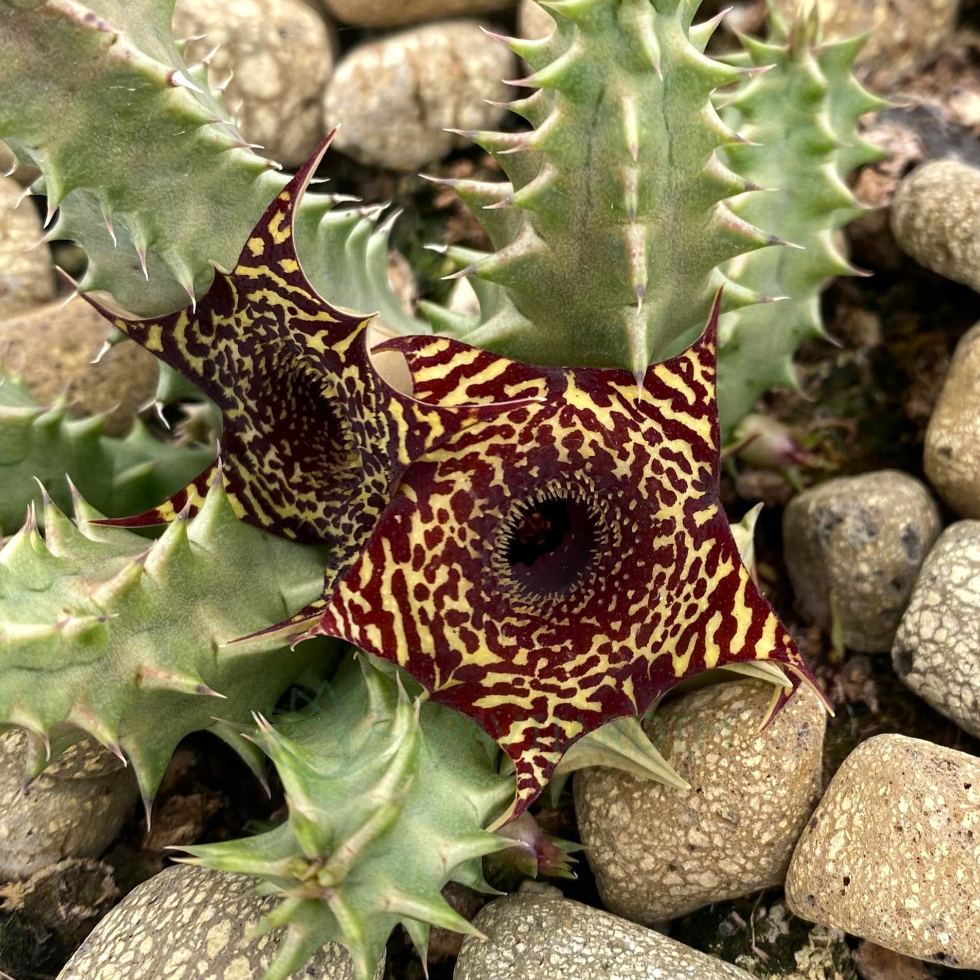 Huernia Zebrina Magniflora X Saudi Arábica