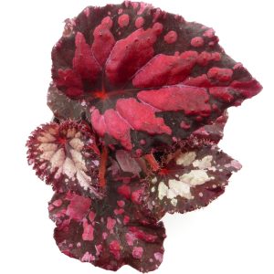 Begonia Pink Pop
