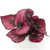 Begonia Rex
